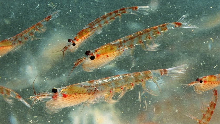 Huile de krill vs huile de poisson
