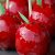 pommes d'amour rouges